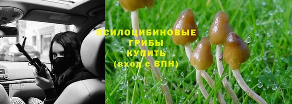 прущие грибы Лабытнанги